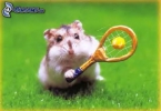 /gallery/tenis.jpg