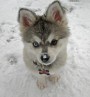 http://www.bez-hranic.cz/gallery/thumbs/Wolf+Husky.jpg