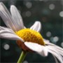 http://www.bez-hranic.cz/gallery/thumbs/daisy.jpg