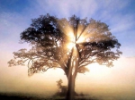 /gallery/Light-through-tree.jpg